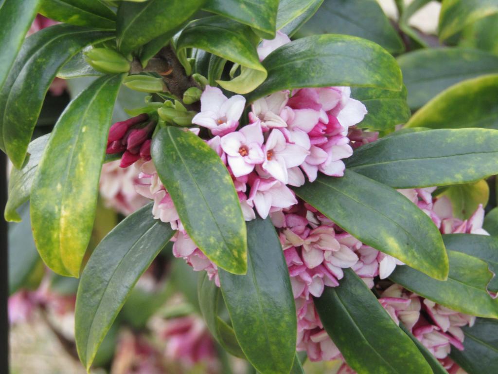  Chuo-ku ~ March ~ around with birth flowers