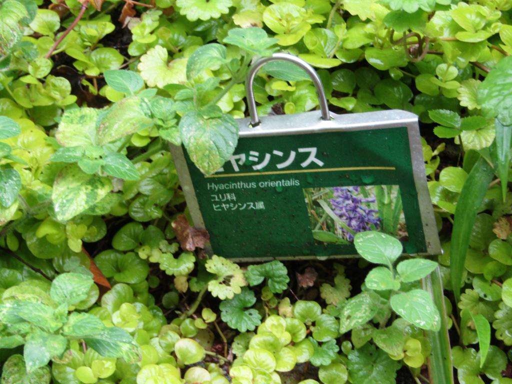  Chuo-ku ~ March ~ around with birth flowers