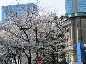 Edo Sakura-dori St. Is the cherry blossoms in Nihonbashi in full bloom?