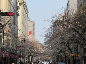 Nihonbashi Sakura-dori St. Is the cherry blossoms in Nihonbashi in full bloom?