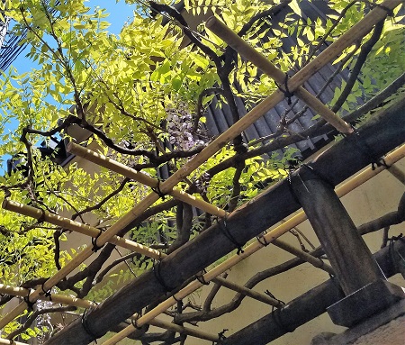  After the welcome cherry blossoms, wisteria flowers