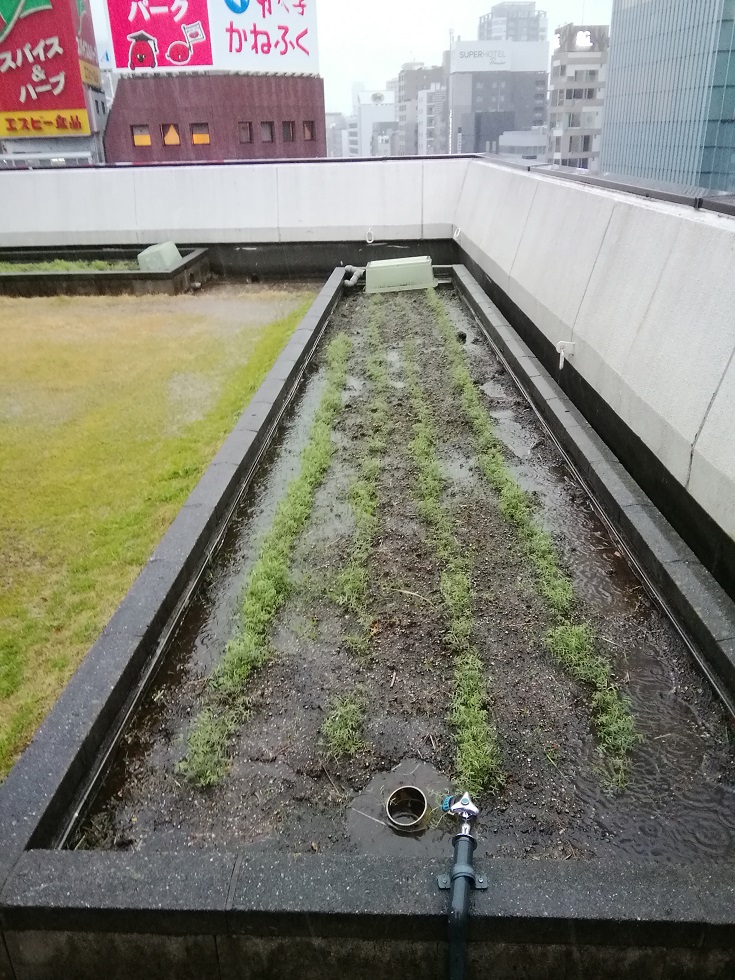 A little introduction to the current state of "Hakuzuru Ginza Tenku Farm" ... The shrine first day festival on the roof of the Shirazuru Sake Brewery Tokyo Branch Office
　~ Hakutsuru Sake Brewery ~