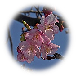  2021 Kawazu Sakura Flowering