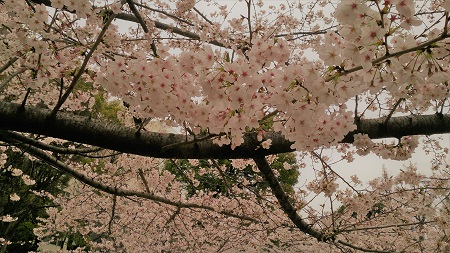  Hana Kono Hana Blooms beautifully