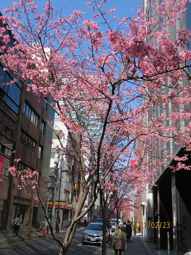  Okamezakura flowering