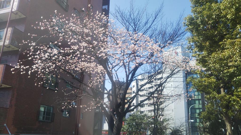 Okanzakura, which watches over Eitai Bridge, Daikanzakura of Eitai Bridge Hashizume, blooms