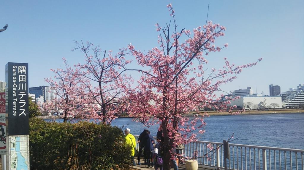 Kawazu cherry blossoms at the foot of Chuo-ohashi Bridge are almost in full bloom. Daikanzakura of Eitai Bridge Hashizume blooms