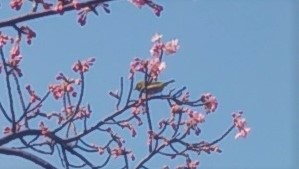  Daikanzakura of Eitai Bridge Hashizume blooms