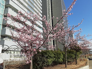 Cherry blossoms are announced on the Sumida River Terrace as usual