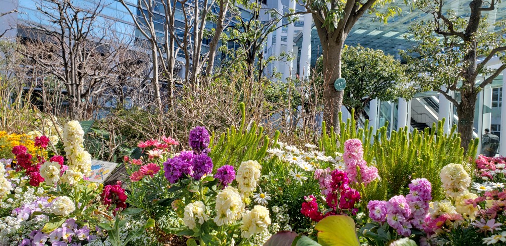  The flowers of the Harumi Triton Square flower bed waiting for spring are beautiful.
