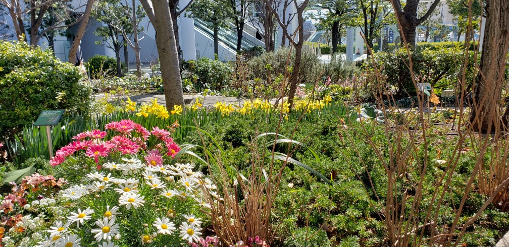  The flowers of the Harumi Triton Square flower bed waiting for spring are beautiful.
