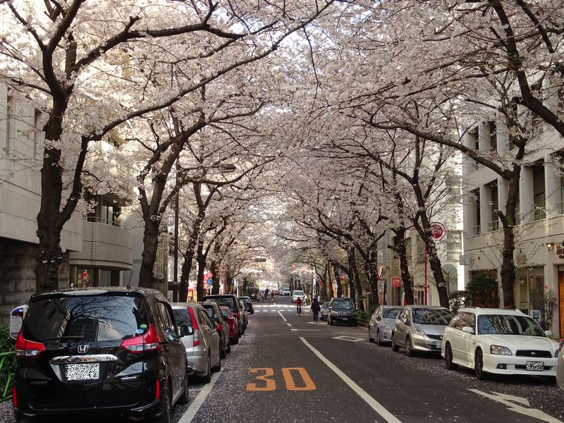 The cherry blossom tunnel on the east side is unnamed "Continuation of Sakura-dori St."