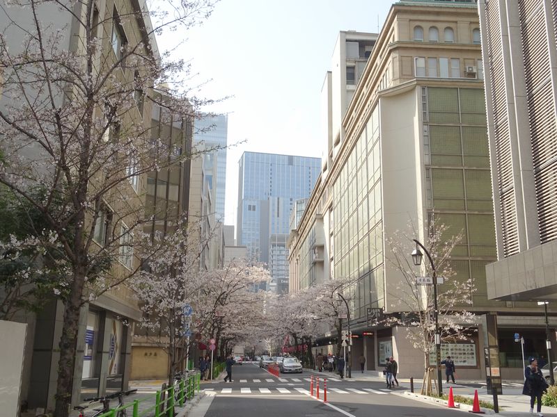 Perfect for quiet cherry blossom viewing! In the next few years, there is no name "Continuation of Sakura-dori St."