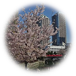  2021 Yoshino cherry tree full bloom