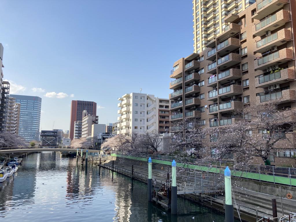 I： From the front line of cherry blossoms on the Tsukishima River seen from Tsukishima Bridge to Harumi & Tsukishima