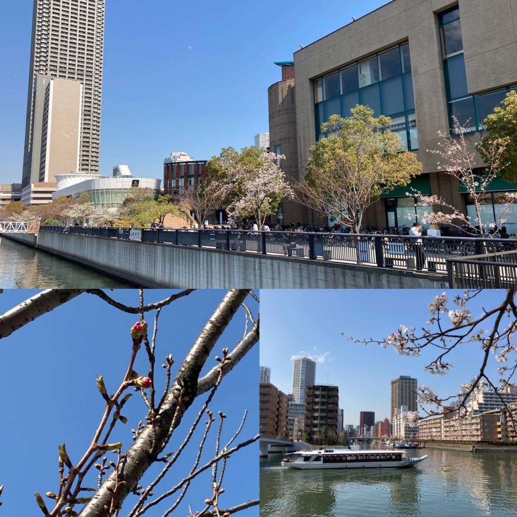 B： Sakura's promenade Cherry Blossom Front from Harumi & Tsukishima