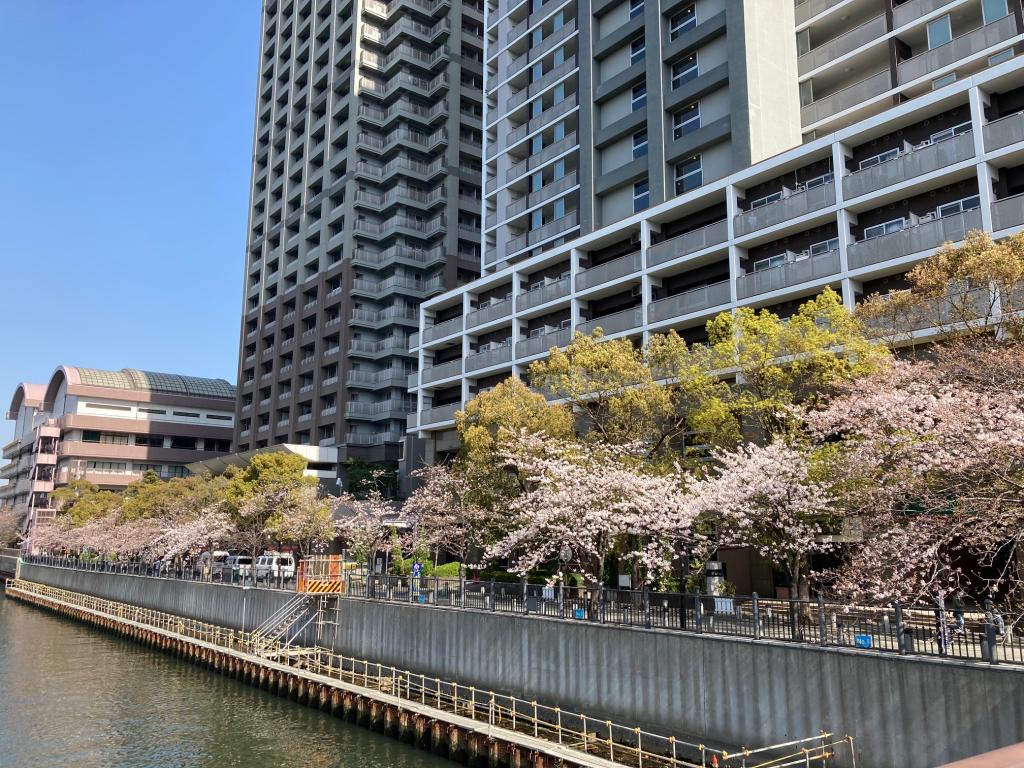 C： "Sakura no promenade (north side)" seen from Harutsuki Bridge Cherry Blossom Front from Harumi & Tsukishima