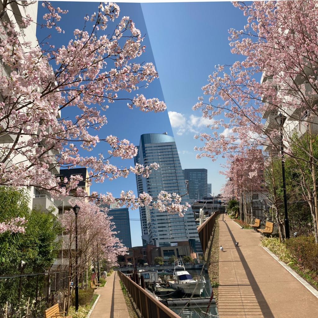 E： Tsukishimakawa Green Promenade (East side) Cherry Blossom Front from Harumi & Tsukishima