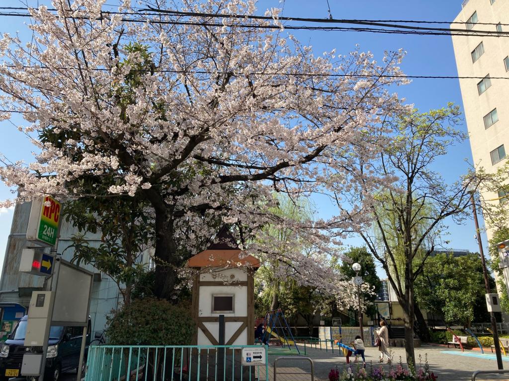 F： I Children's Park Cherry Blossom Front from Harumi & Tsukishima