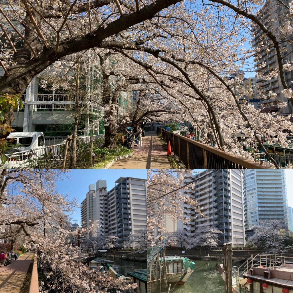 G： Tsukishimakawa Green Promenade (westernmost) Cherry Blossom Front from Harumi & Tsukishima