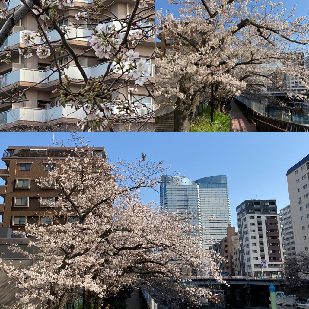 H： Tsukishimakawa Green Promenade (West side) Cherry Blossom Front from Harumi & Tsukishima