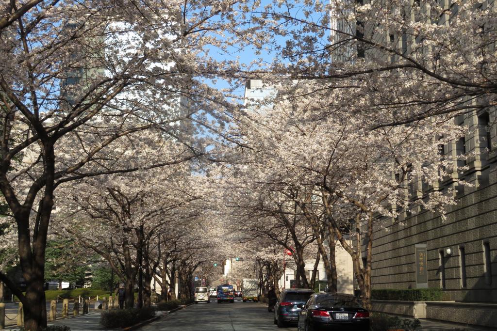 Yoshino cherry tree Yama Laughing Nihonbashi Edo Sakura-dori St. almost in full bloom