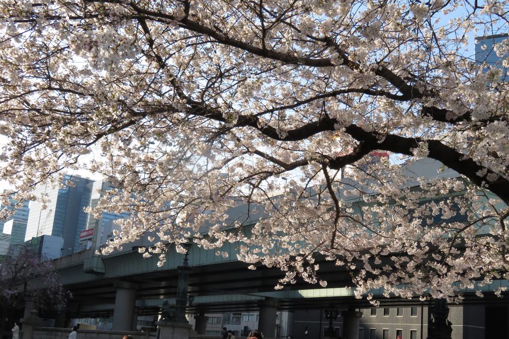 Nihonbashi Yoshino cherry tree Cherry Blossom is also in full bloom Nihonbashi Edo Sakura-dori St.