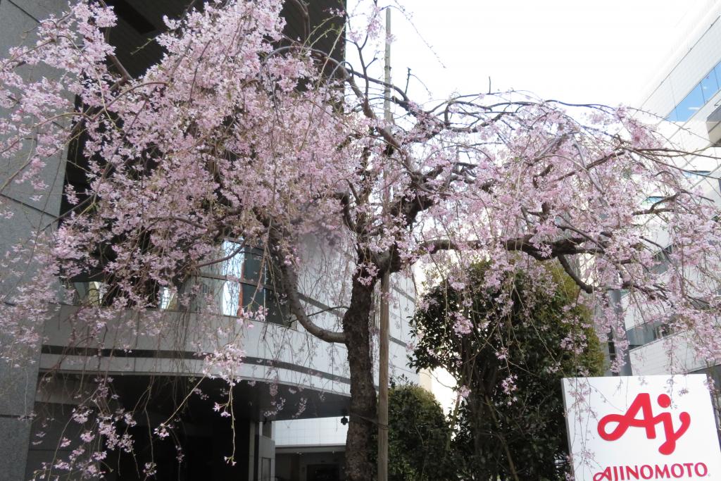 Momiji-dori Iroha maple trees planted in Edo.
 The Kaede River, which walks along the site of the Kaede River from the Dansho Bridge, is Momijigawa.