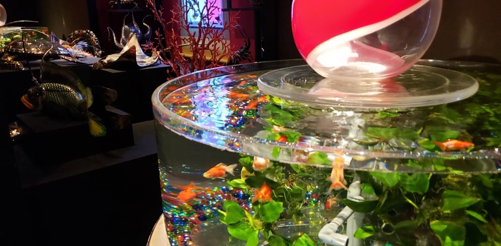  Enjoy a moment of a different space in a paradise for goldfish (Nihonbashi)