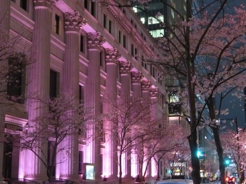 Night view of "Edo Sakura-dori St." Take a walk at famous cherry blossom spots