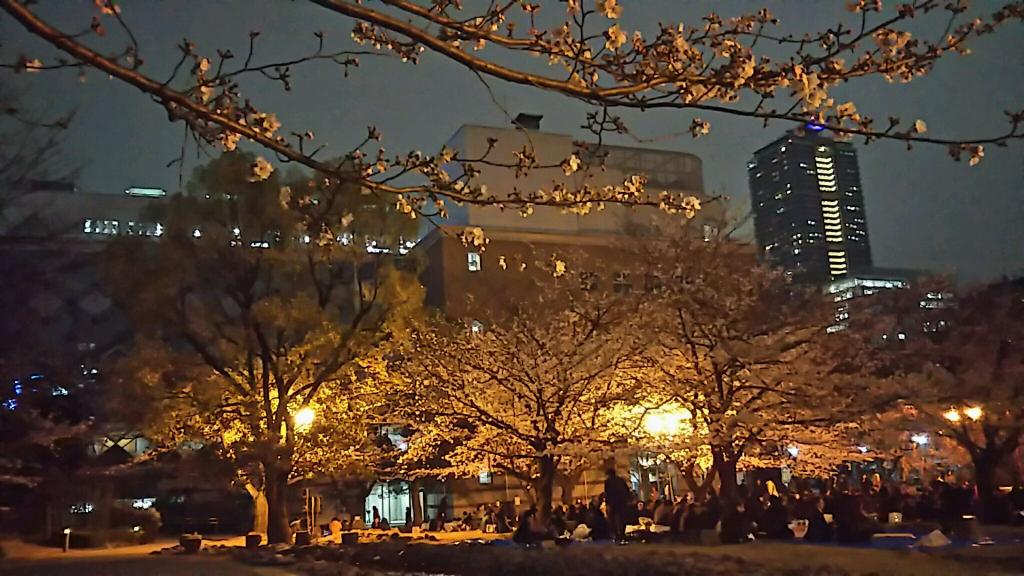 Toast with cherry blossoms at night! Take a walk at the famous cherry blossom spots in Hamacho Park