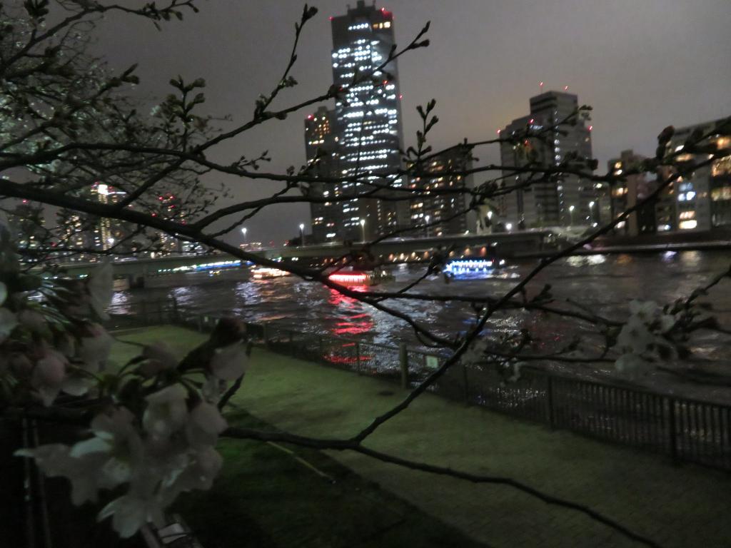 Take a walk at the famous cherry blossom spots on the Sumida River at night