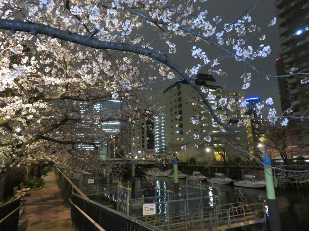 Harumi "Sakura Promenade" Walk around famous cherry blossom spots