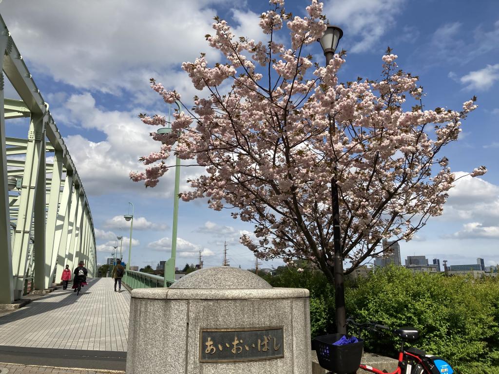 Discover the late blooming Yae-zakura! Cross 14 bridges in the Tsukuda and Tsukishima districts in one letter!