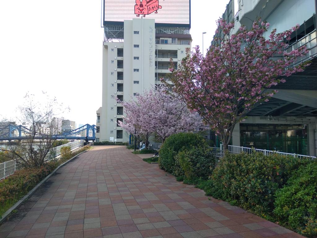 Cherry-blossom viewing is still in time! Cherry-blossom viewing is still in time!