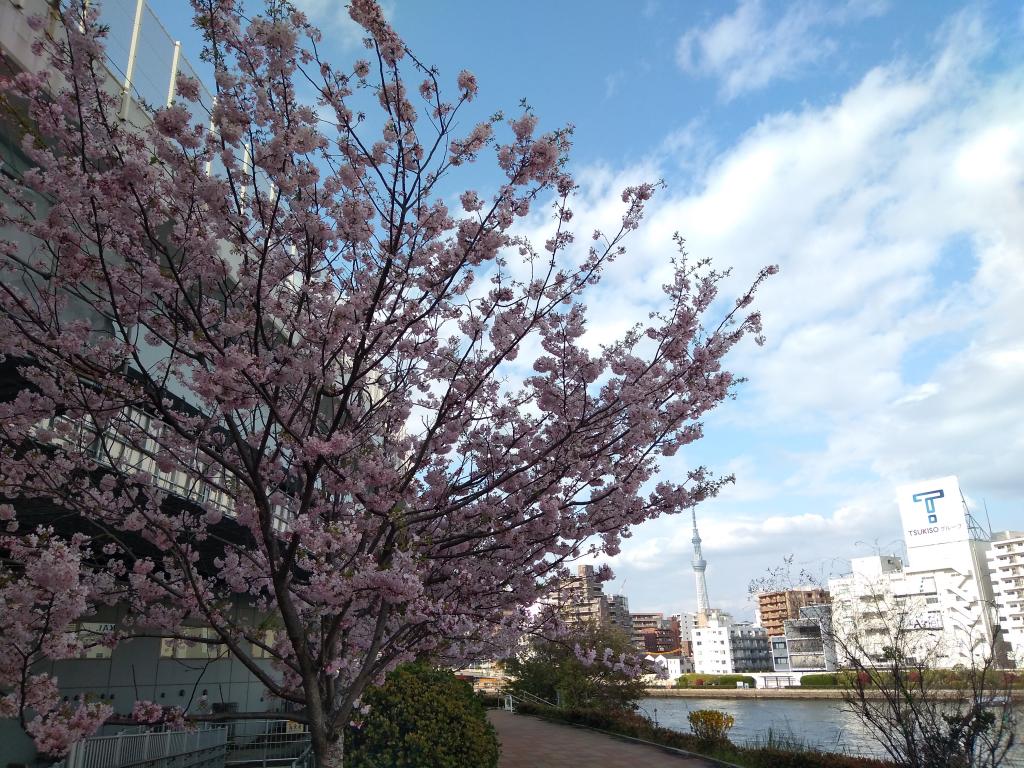 Cherry-blossom viewing is still in time! Cherry-blossom viewing is still in time!