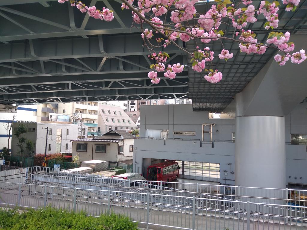 Cherry-blossom viewing is still in time! Cherry-blossom viewing is still in time!