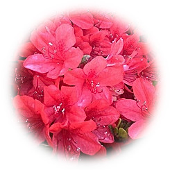  2021 Sumida River Terrace where azaleas bloom at the sign of early summer bloom