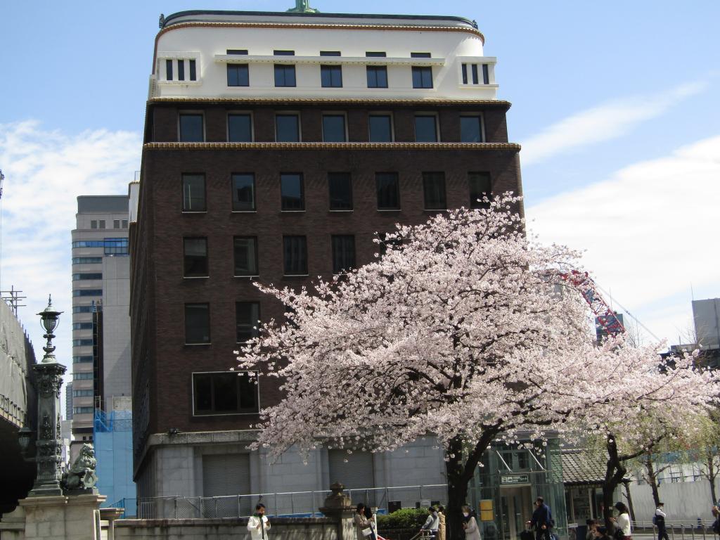  Cherry blossom spots in Chuo-ku where you want to visit