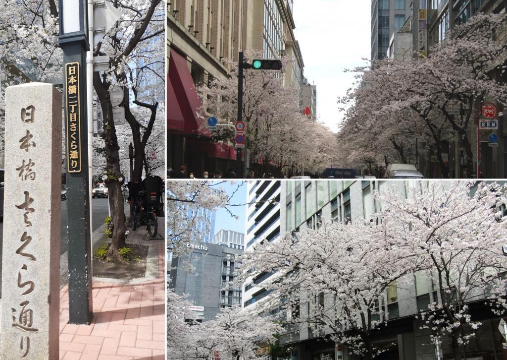  Cherry blossom spots in Chuo-ku where you want to visit