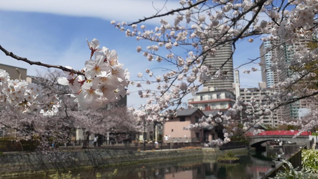  Cherry blossom spots in Chuo-ku where you want to visit