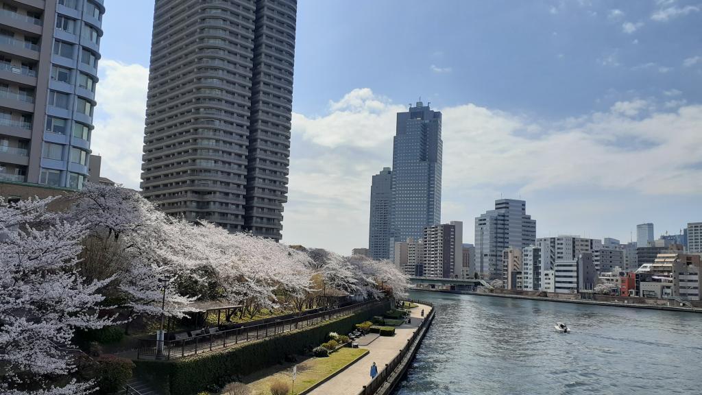  Cherry blossom spots in Chuo-ku where you want to visit