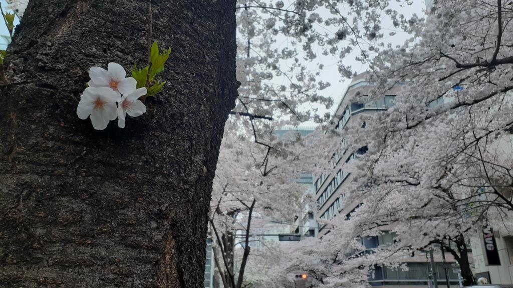  Cherry blossom spots in Chuo-ku where you want to visit