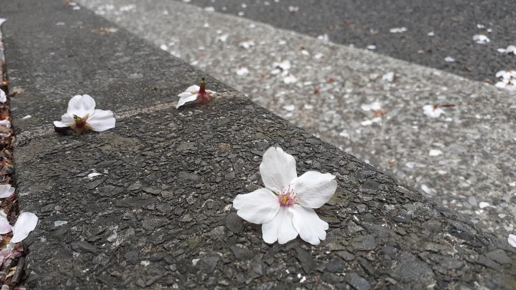  Cherry blossom spots in Chuo-ku where you want to visit