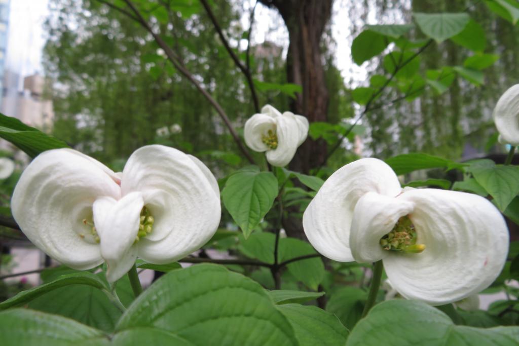 Sukiyabashi Park American Yamaboshi is also flowering Ginza is Hanamori Rinja Monja Flower