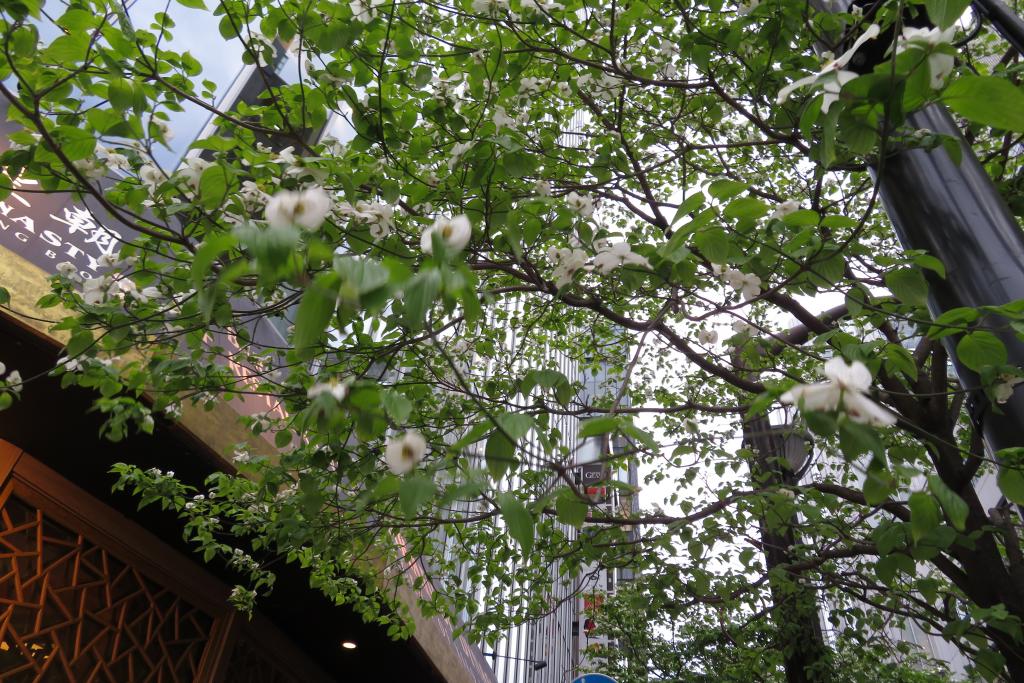 dogwood on Matsuya Street is blooming in Ginza.