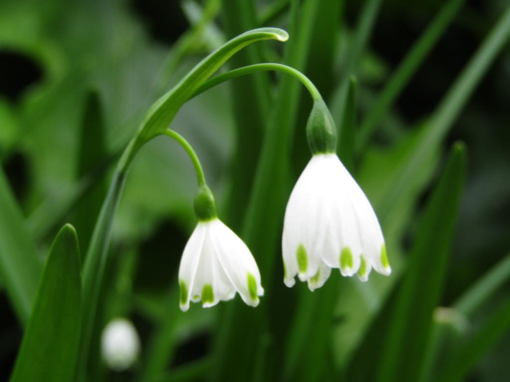  Chuo-ku-ku-May edition with birth flowers