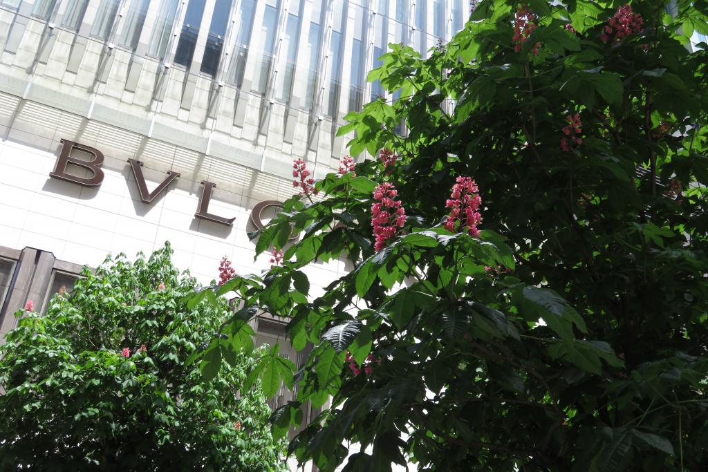 On Ginza Street, the Marronnier in Ginza is in full bloom around Brand Square.