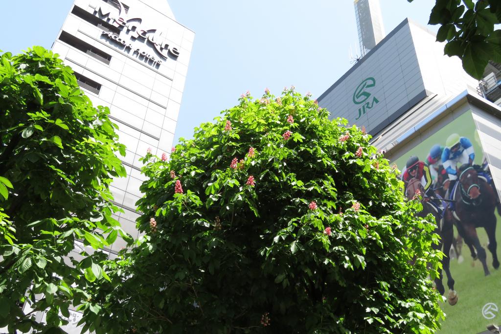 Marronnier Street, which runs from Ginza Street to Showa-dori Street, Marronnier in Ginza is in full bloom.