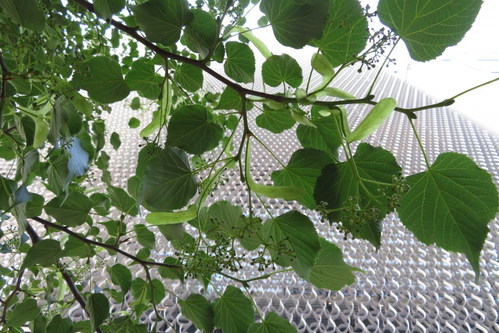 Observation of Ecology of Ginza's Ecology Shiseido Main Store in the first half of the year dancing in Namiki-dori St.
